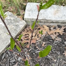 Photo of the plant species Mulan magnolia by @ManlyCrassula62 named Foxxy on Greg, the plant care app