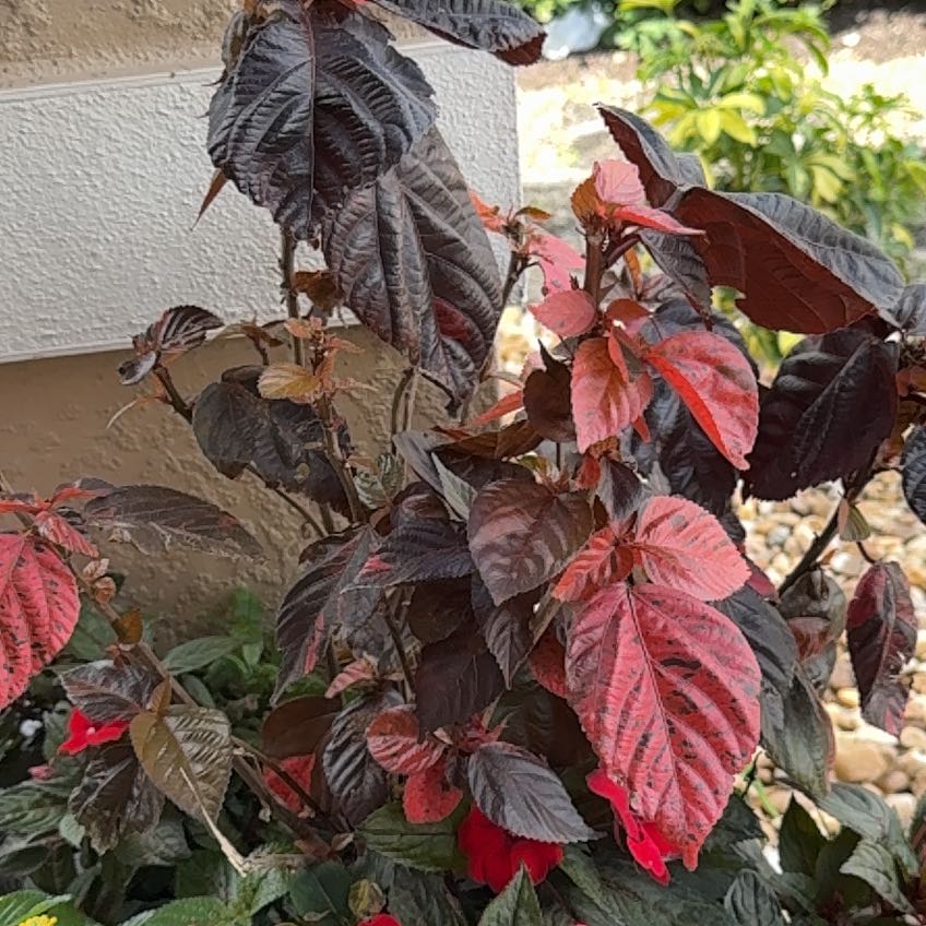 Photo of the plant species Mexican Grain Amaranth by @ElderMendoza3 named Kesha on Greg, the plant care app