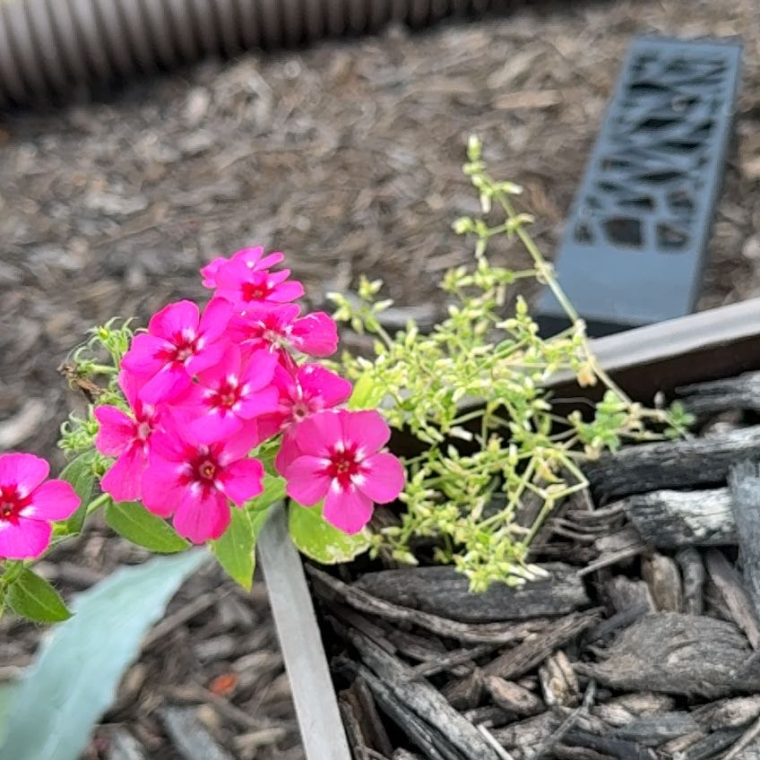 Photo of the plant species Drummond's Phlox by @ElderMendoza3 named Miley on Greg, the plant care app
