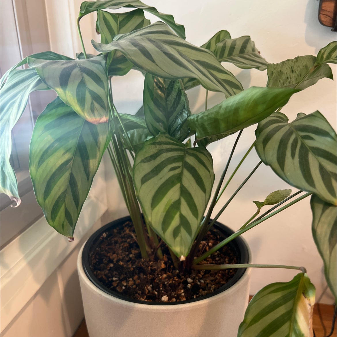 Calathea 'Freddie' plant in a pot with striped leaves, healthy appearance.