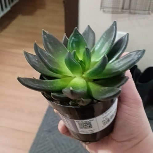 Photo of the plant species Echeveria 'Black Knight' by @strawberrimoff named Knight of Guinevere on Greg, the plant care app