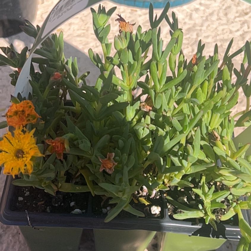Photo of the plant species Sea Fennel by @BalancedFeijoa named Beyonce on Greg, the plant care app