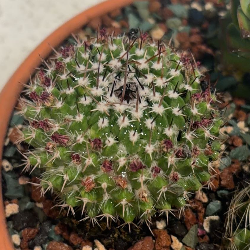 Photo of the plant species Mammillaria Uncinata by @KeySiamtulip52 named Scarlett on Greg, the plant care app