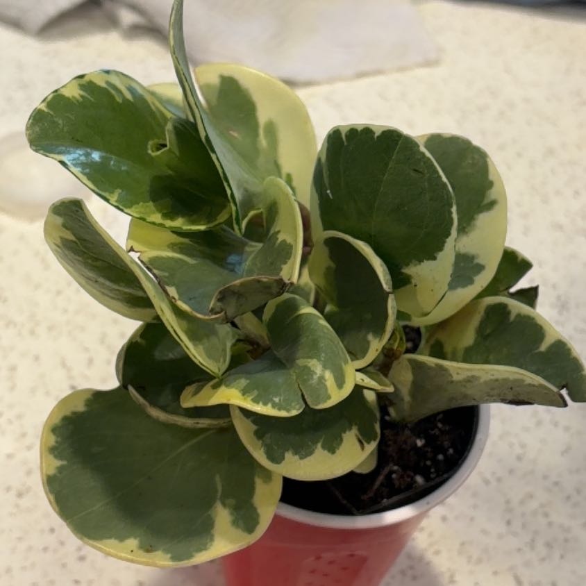 Photo of the plant species Golden Gate Peperomia by @KeySiamtulip52 named Gregarious on Greg, the plant care app