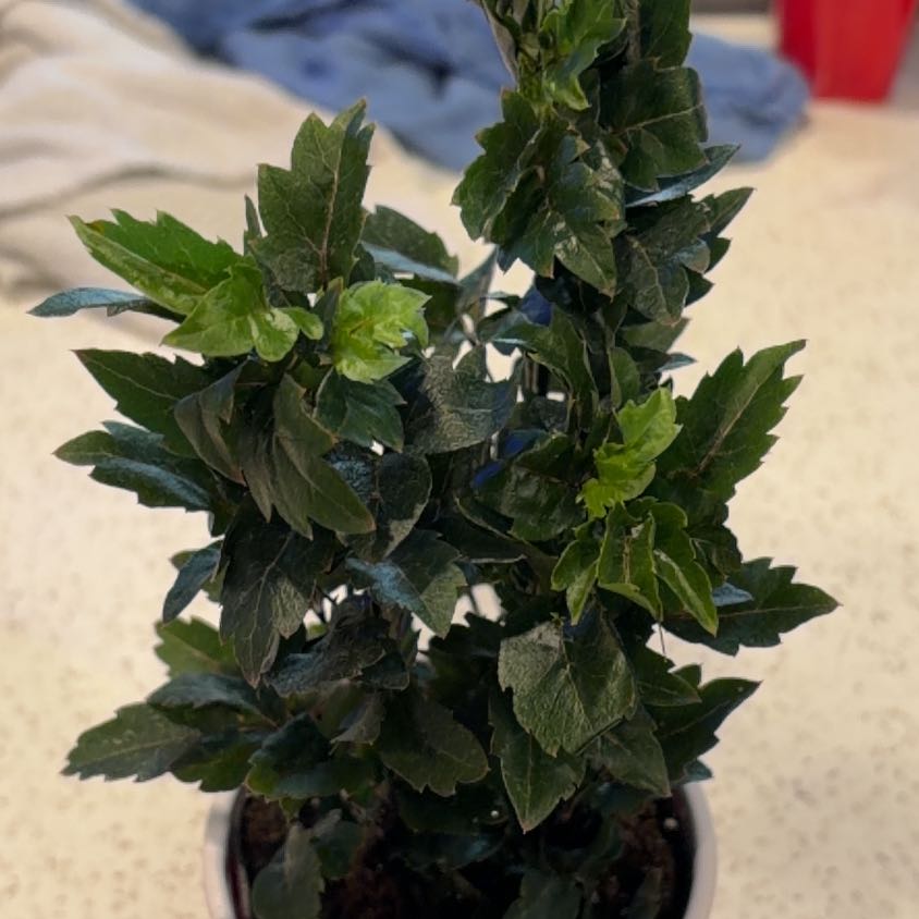 Photo of the plant species Olympia by @KeySiamtulip52 named Harper on Greg, the plant care app
