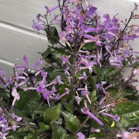 Photo of the plant species Plectranthus ecklonii by @FitOlneya48 named Terra on Greg, the plant care app