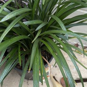 Photo of the plant species Big Blue Lilyturf by @FitOlneya48 named Curie on Greg, the plant care app