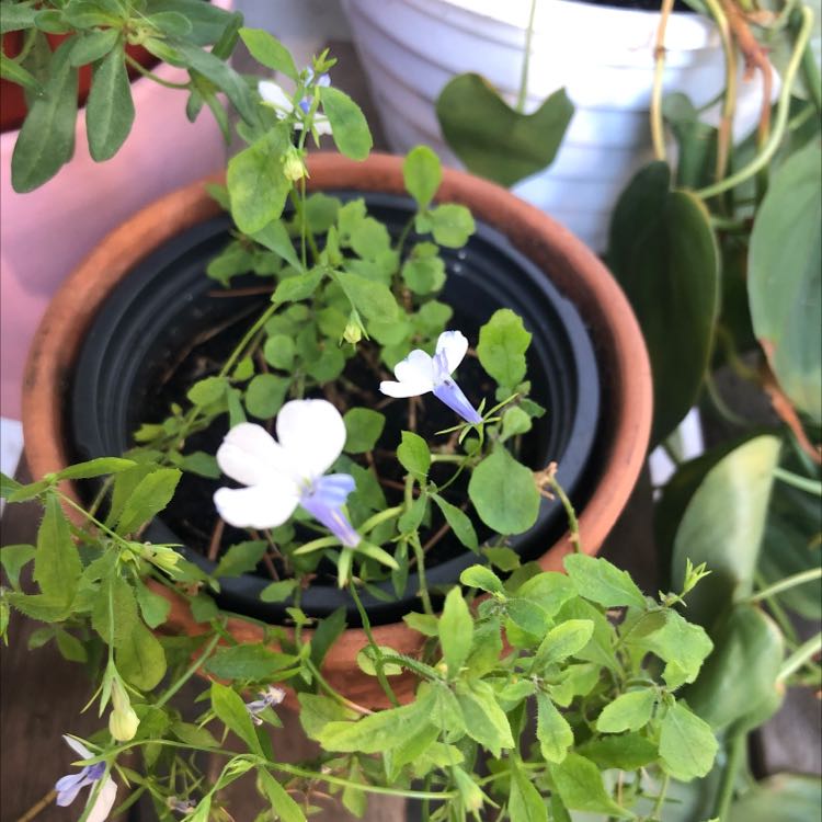 Potted Edging Lobelia with small white and purple flowers, healthy green leaves.