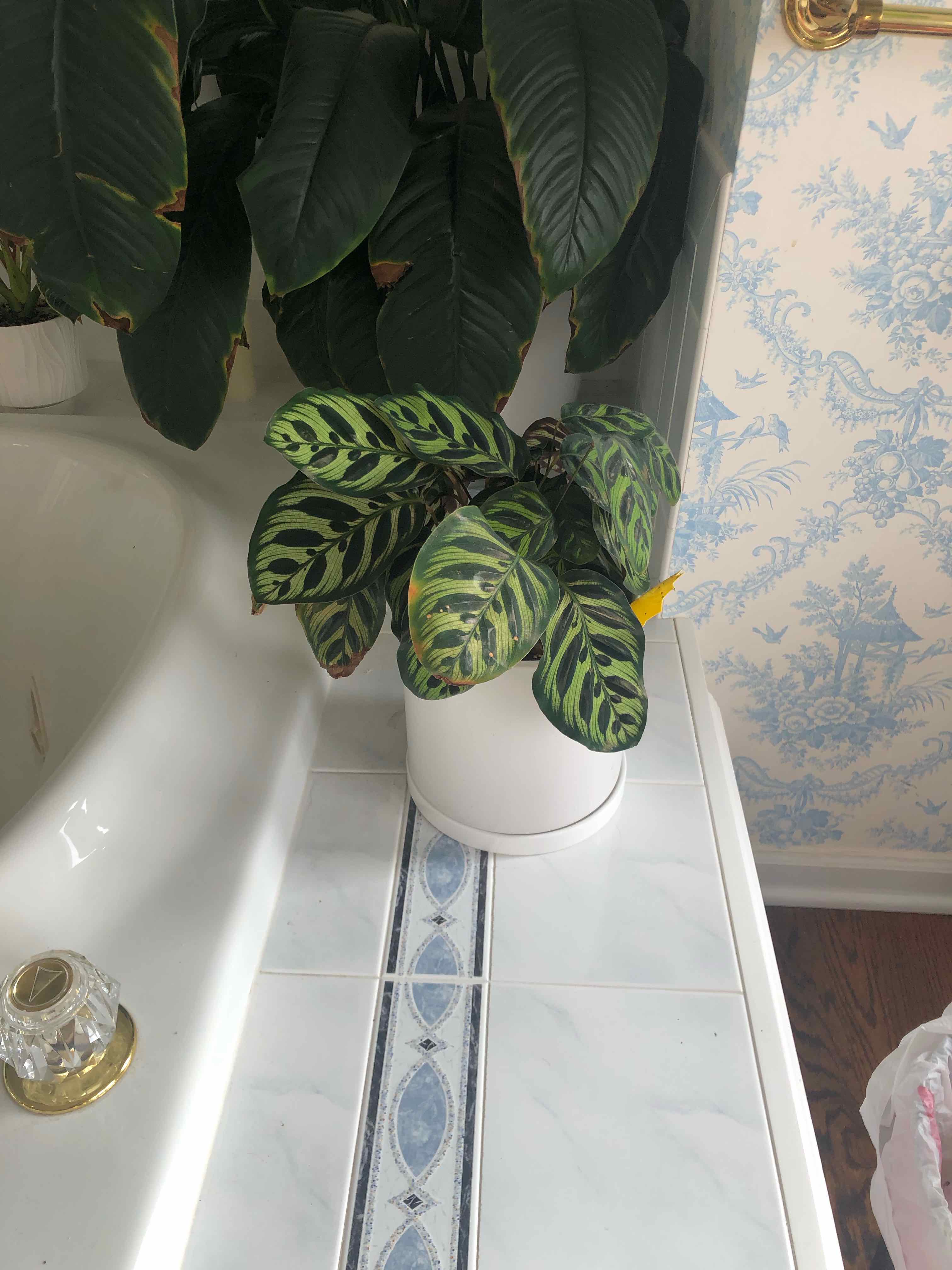 Photo of the plant species Cathedral Windows by @comicentral92 named Your plant on Greg, the plant care app