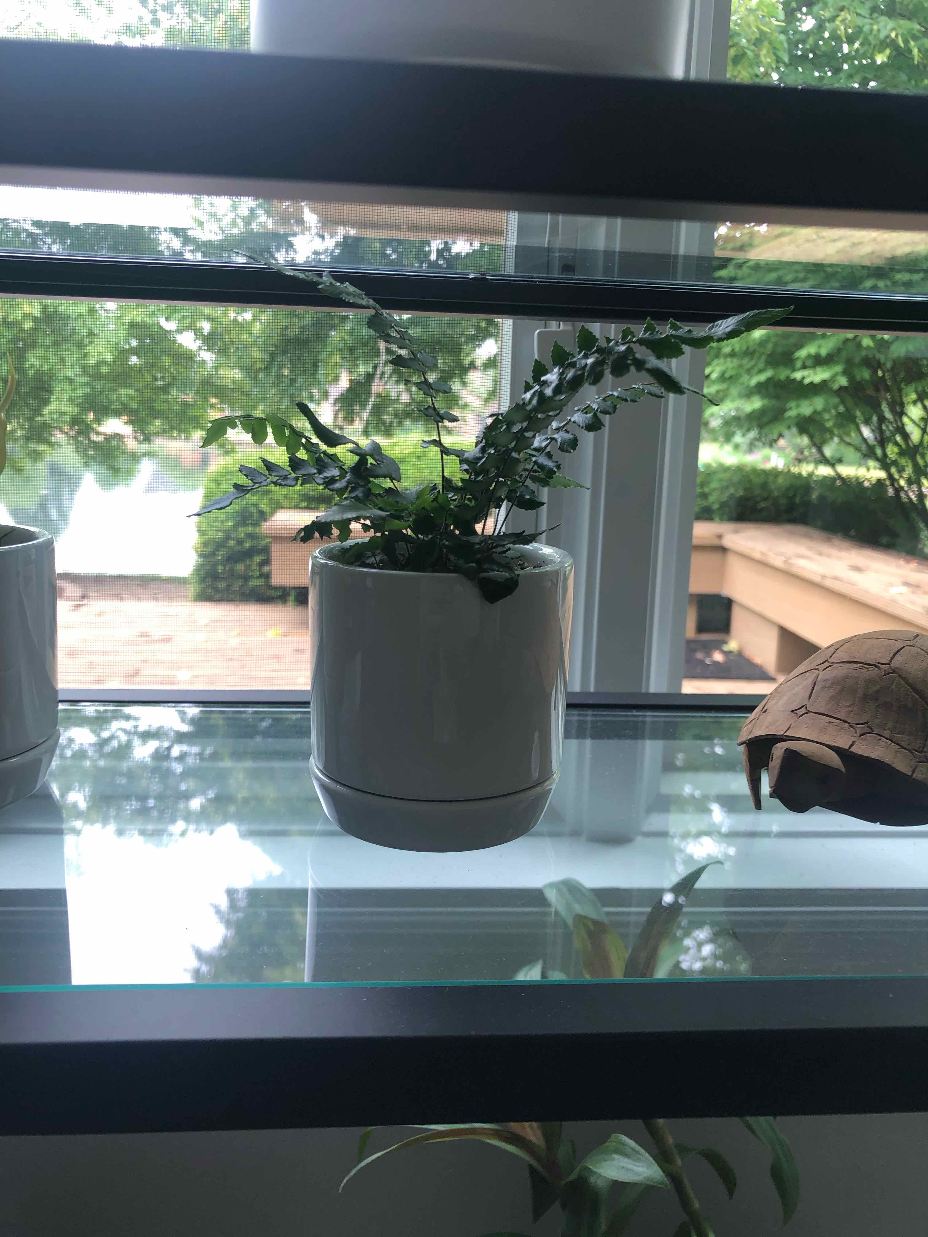 House Holly-Fern in a white pot on a glass shelf with an outdoor view in the background.