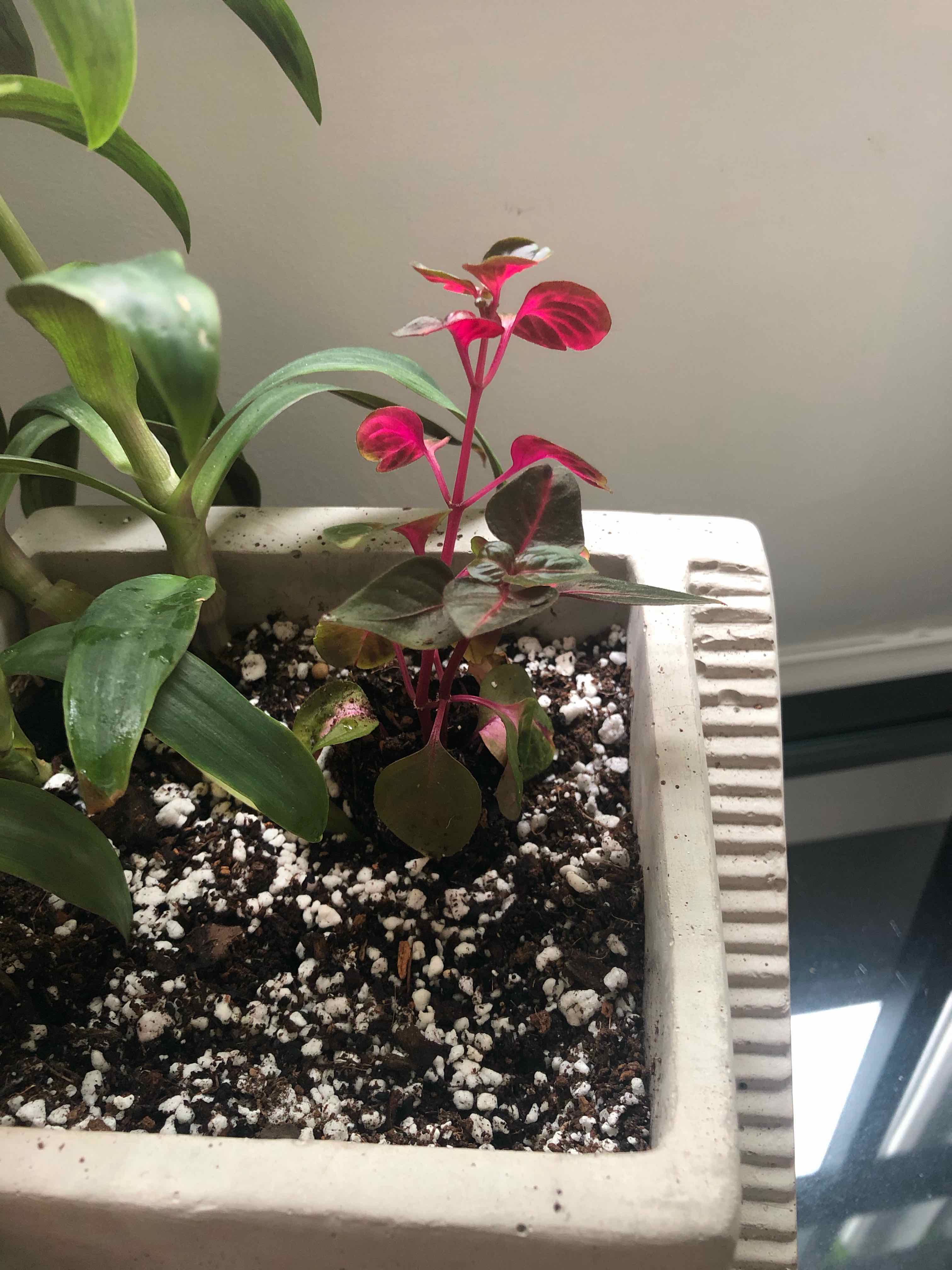 Healthy Herbst's Bloodleaf plant in white ceramic pot with dark soil, showing deep green leaves with bright magenta undersides.