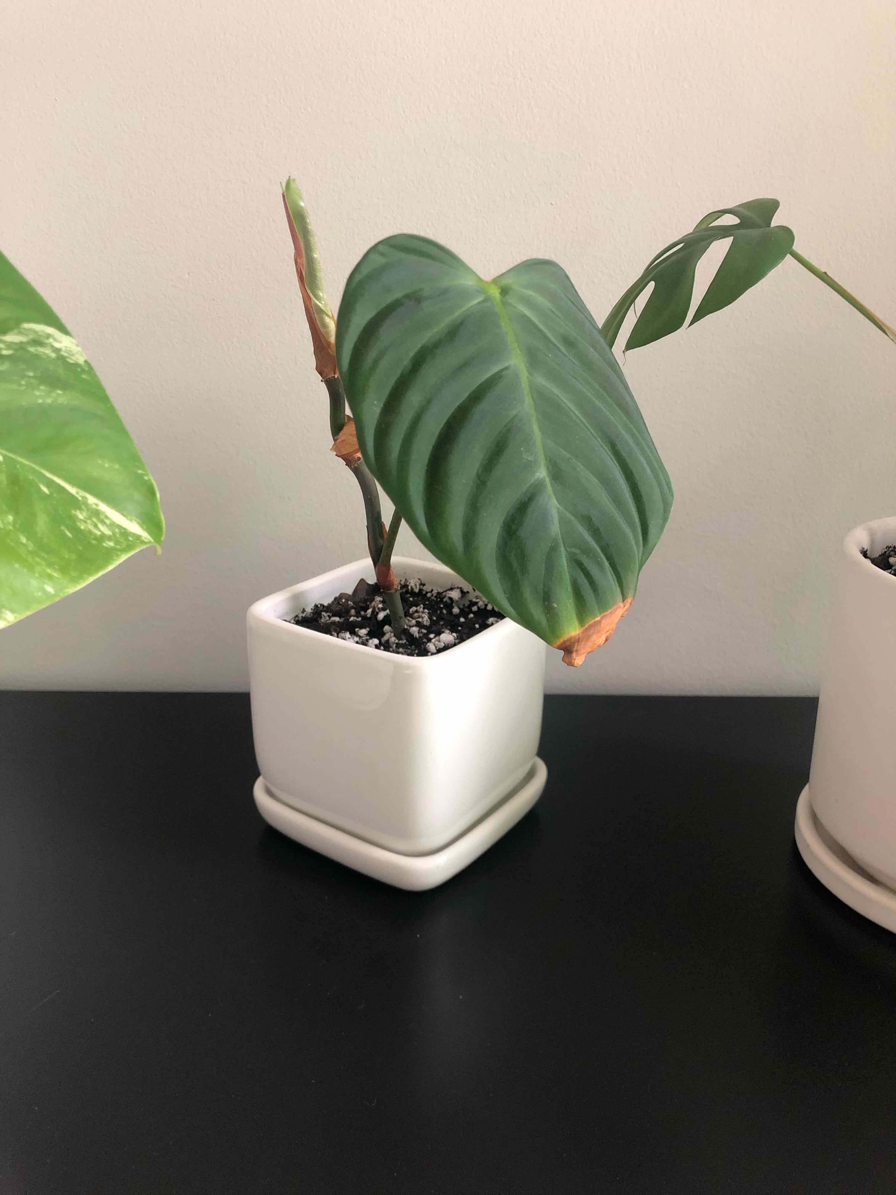 Philodendron nangaritense plant in a white pot with some browning on the leaf edges.