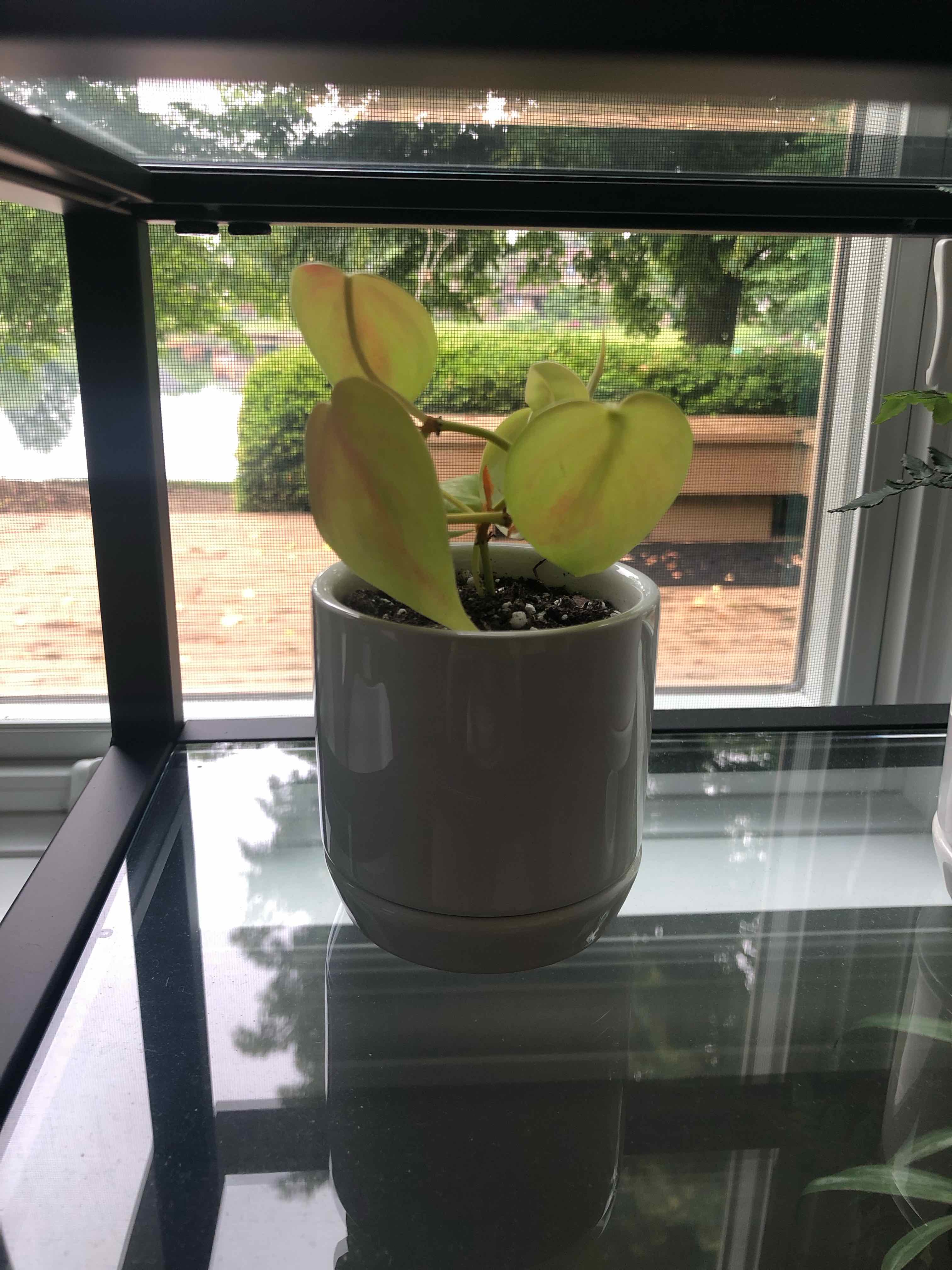 root rot vs healthy roots pothos