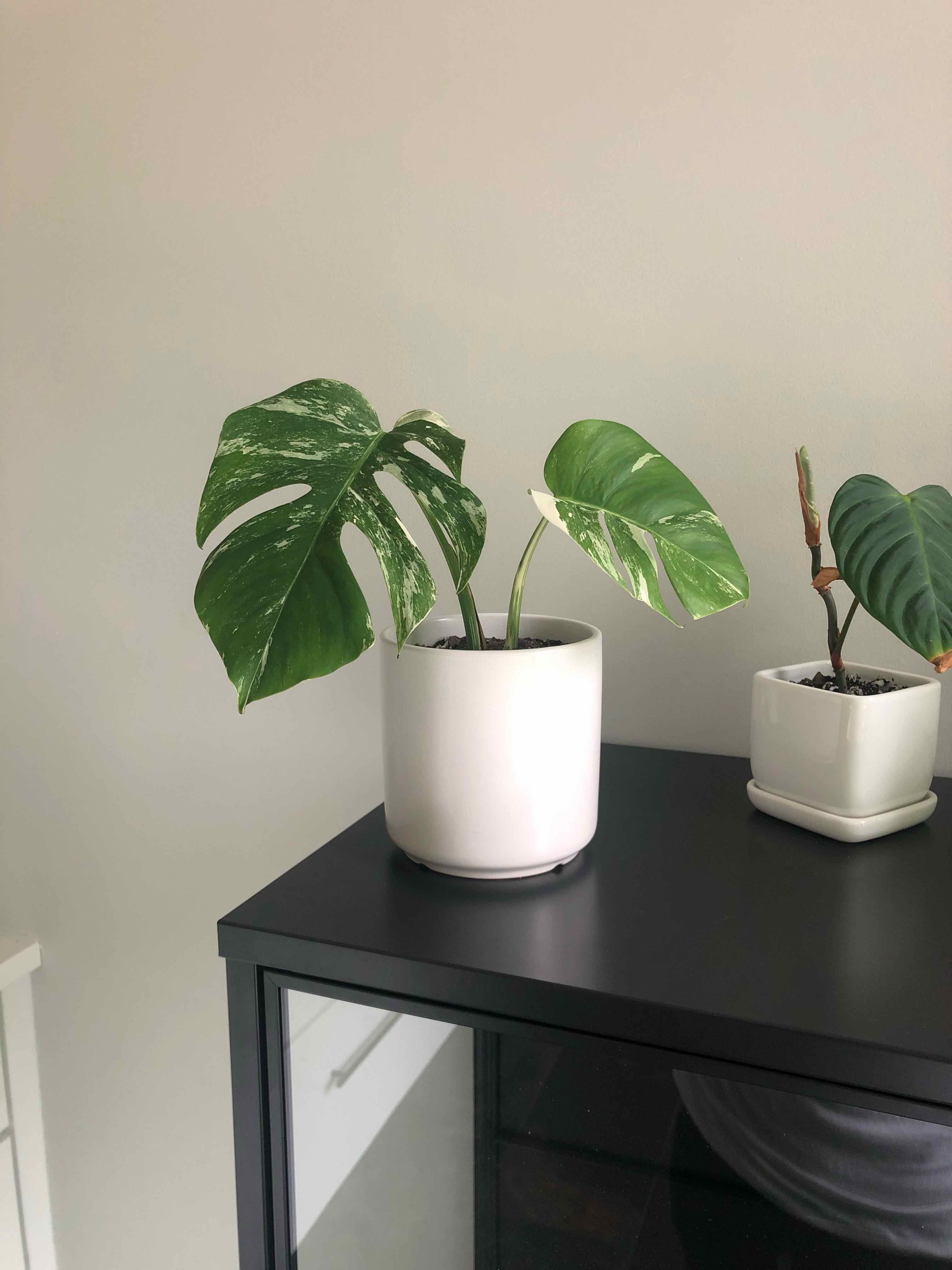 Monstera 'Albo' plant in a white pot with variegated leaves on a black surface.