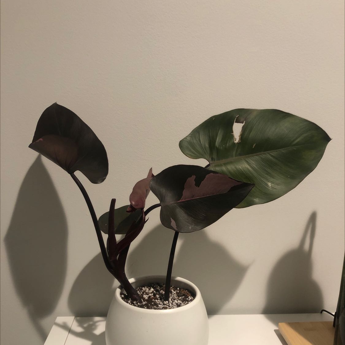 Pink Princess Philodendron in a white pot with dark green and pink variegated leaves.