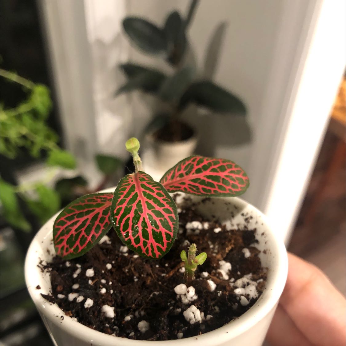 Nerve Plant (Fittonia) in a white pot with vibrant green leaves and red veins.