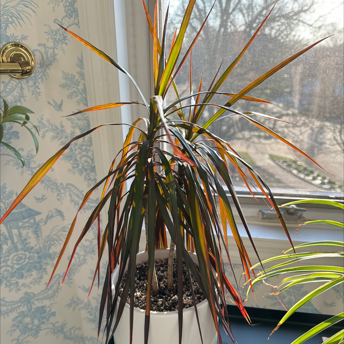 Magenta Dragon Tree in a white pot near a window with visible soil and colorful leaves.