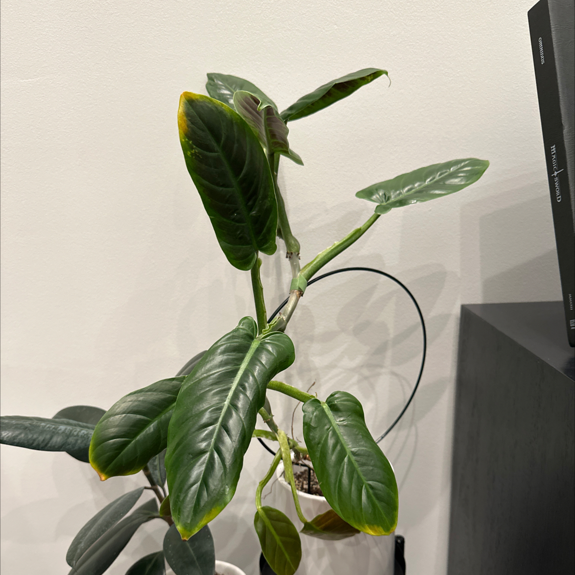 Silver Sword Philodendron with some yellowing leaves at the edges, indoors.