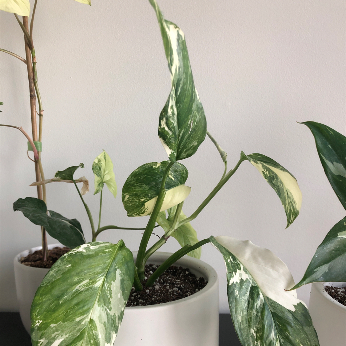Variegated Monstera lechleriana plant in a white pot with visible soil and some yellowing and browning leaves.