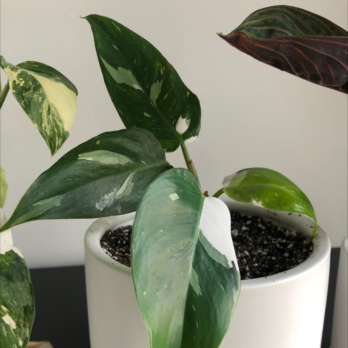 Philodendron 'White Princess' plant in a white pot with variegated leaves.