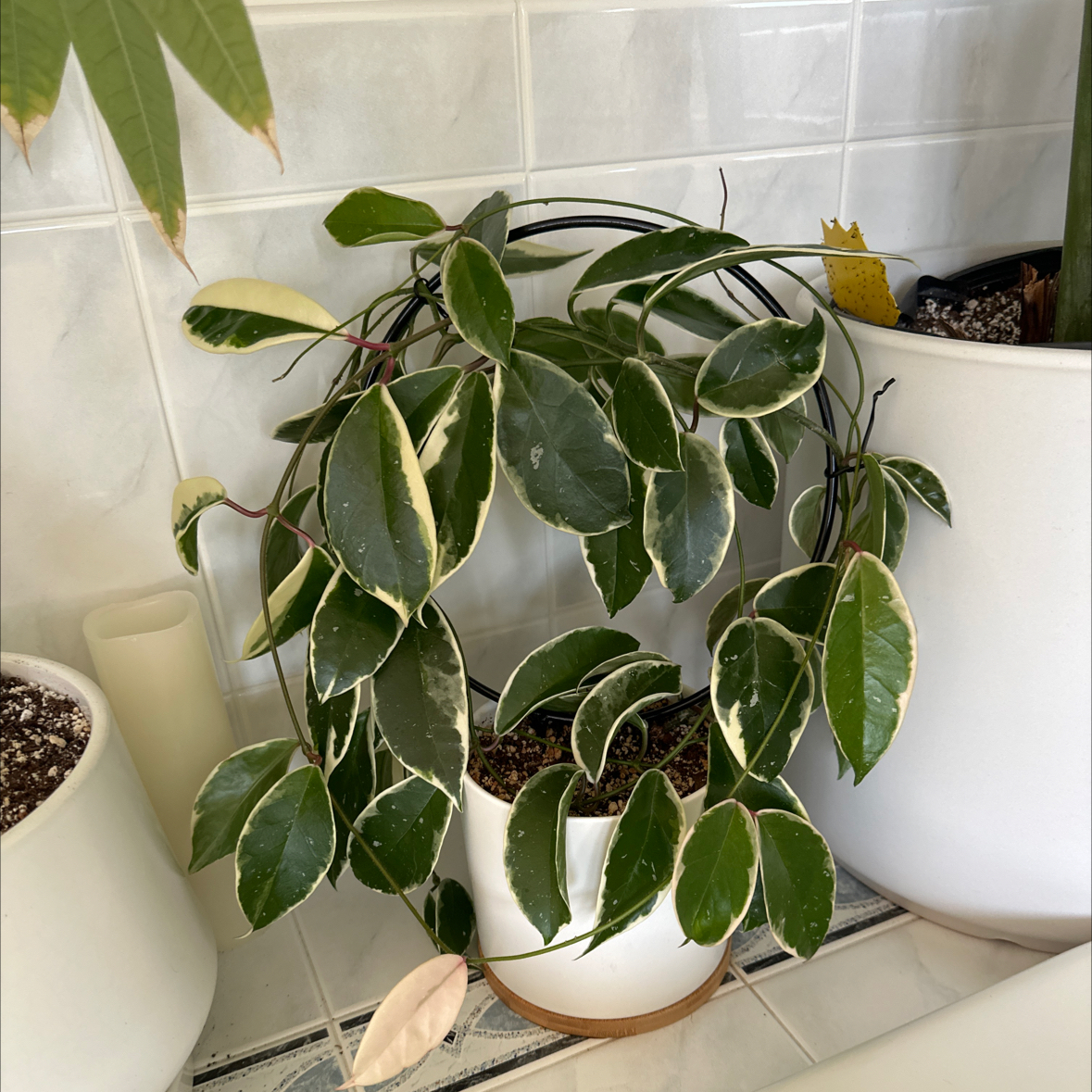 Healthy, lush waxplant with glossy variegated leaves trailing from a white ceramic pot on tiled flooring.