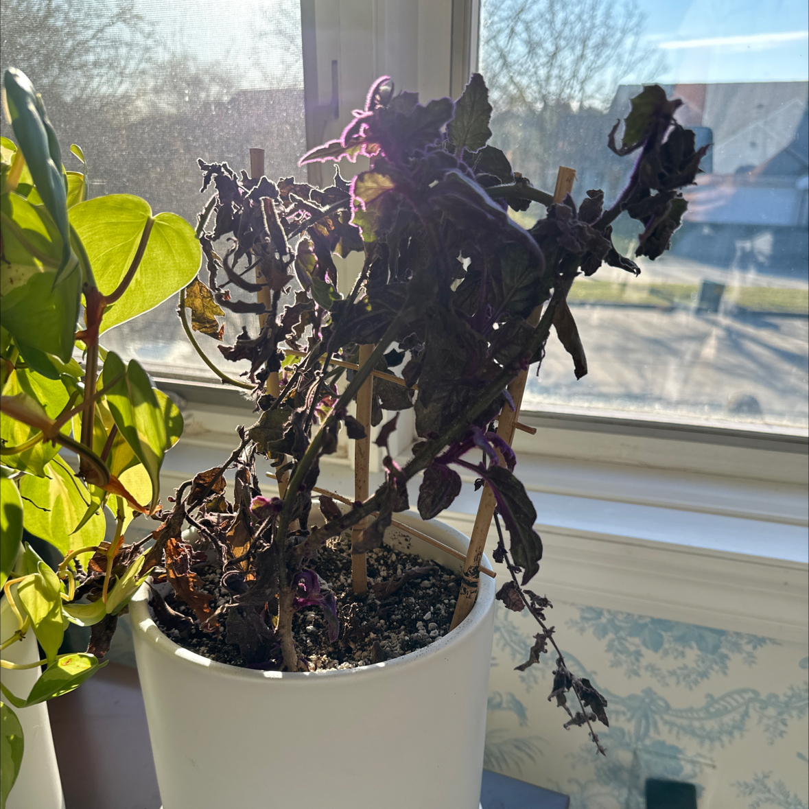 Purple Velvet Plant in a white pot near a window, showing significant wilting and browning.