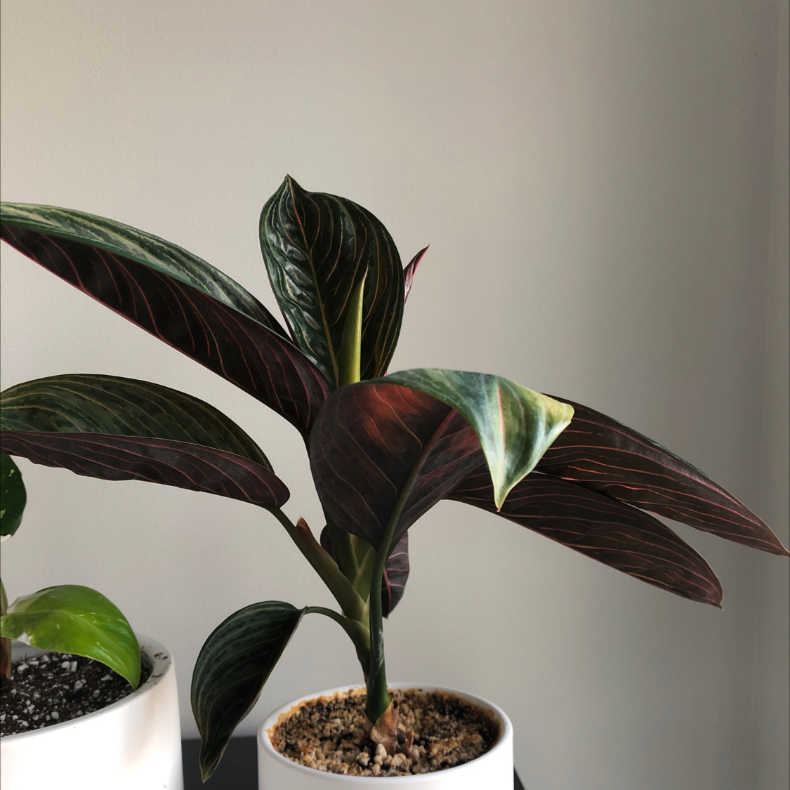 Calathea 'Beauty Star' plant in a white pot with vibrant leaves, another plant partially visible.