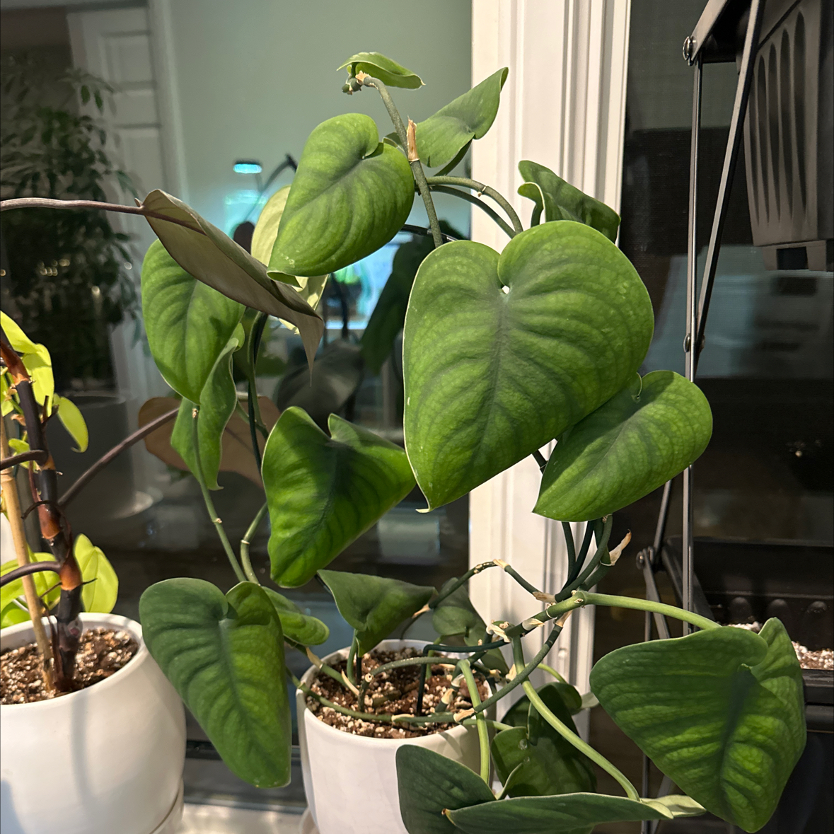 Healthy Jade Satin Pothos plant with heart-shaped green leaves in a white pot.