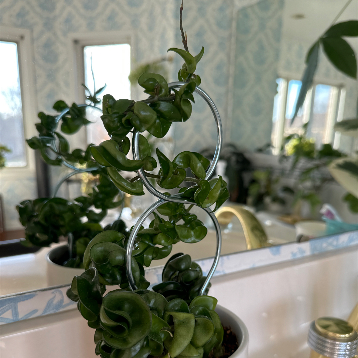 Hoya carnosa 'Compacta' plant with dark green, curled leaves in a white pot.