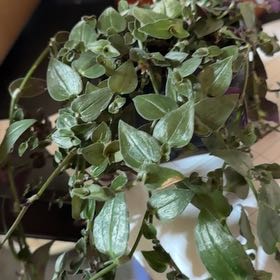 Photo of the plant species Tahitian Bridal Veil by @YoungPalmier26 named Dolores on Greg, the plant care app