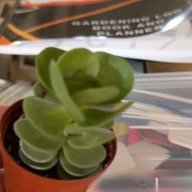 Photo of the plant species Portulaca by @YoungPalmier26 named Kesha on Greg, the plant care app