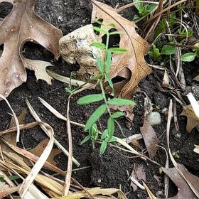 Photo of the plant species False Mermaidweed by @MeekBlueelf63 named Rosa on Greg, the plant care app