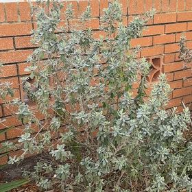 Photo of the plant species Texas Sage by @ArdentGianttaro named Duke on Greg, the plant care app