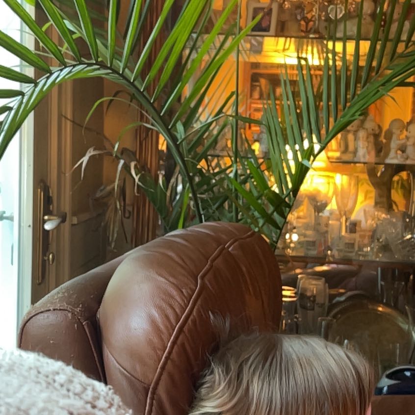 Photo of the plant species Hard Rush by @CivilRockfig44 named Sherlock on Greg, the plant care app