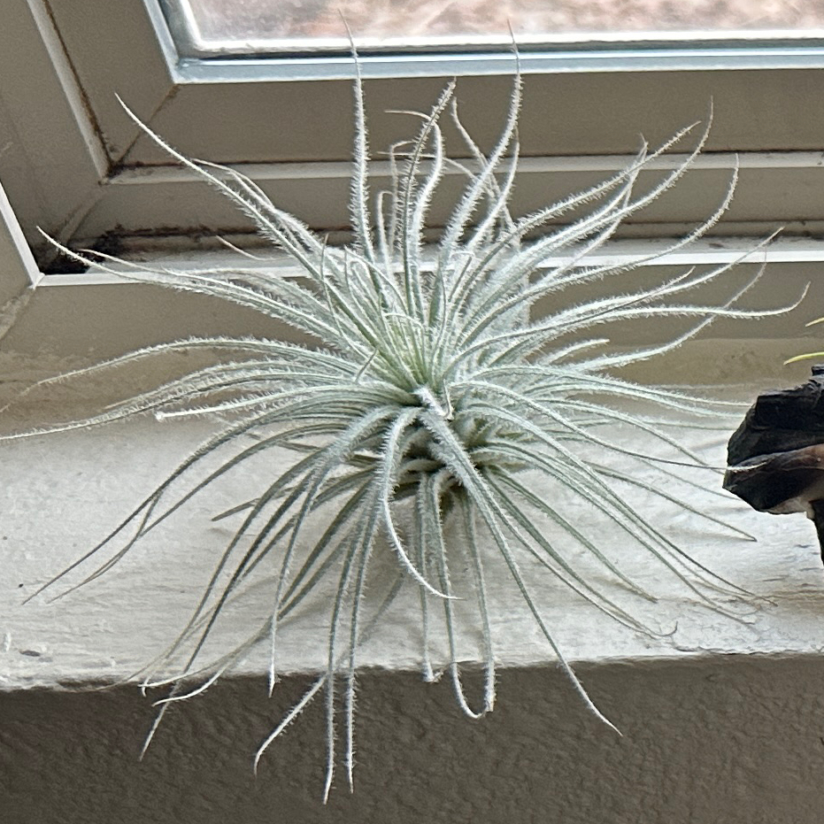 Photo of the plant species Fuzzy Snowball by @Sirbeansl named Mold on Greg, the plant care app