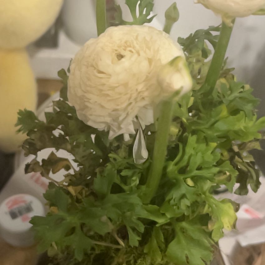 Photo of the plant species Ranunculus 'Red' by @Arii named Delilah on Greg, the plant care app