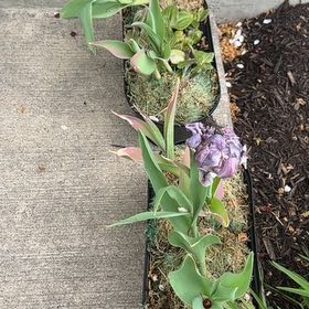 Photo of the plant species Garden Tulip by @xkamiya named Daphne on Greg, the plant care app