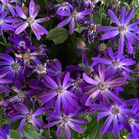 Photo of the plant species Redpurple Ragwort by @xkamiya named Tupot amaroot on Greg, the plant care app