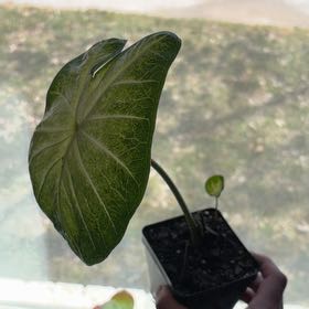 Photo of the plant species Caladium by @SolidlyTukauki9 named Slim on Greg, the plant care app