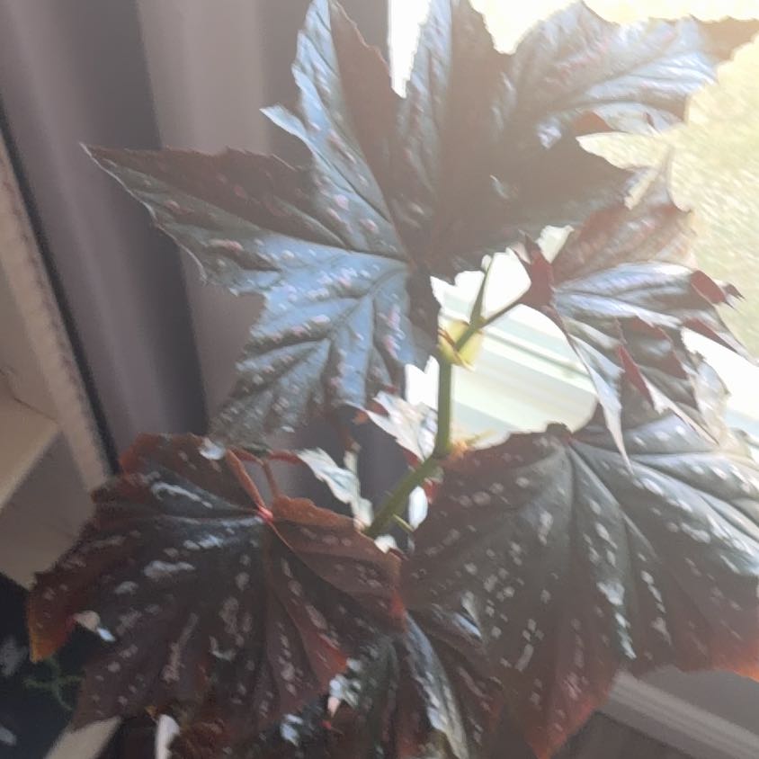Photo of the plant species Vernona Angelwing Begonia by @SolidlyTukauki9 named Sleep on Greg, the plant care app