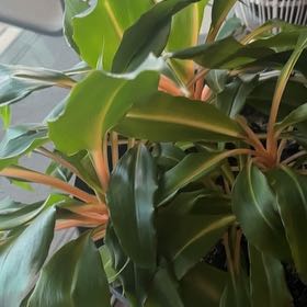 Photo of the plant species Scarlet Spiral-Ginger by @ShipshapeRedash named Oscar on Greg, the plant care app