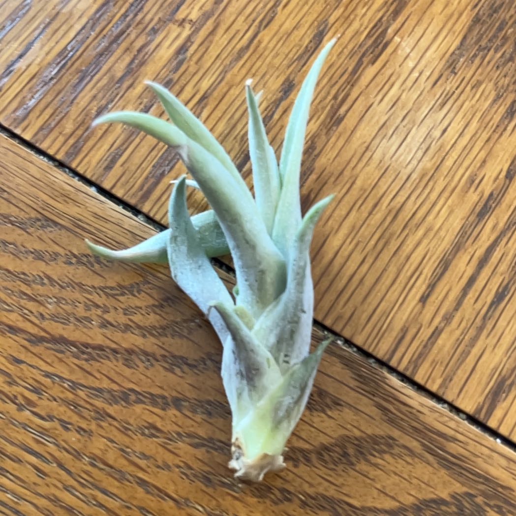 Photo of the plant species Jersey Cudweed by @KookyCoffeebush named Elle on Greg, the plant care app