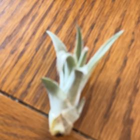 Photo of the plant species Evening Rain-Lily by @KookyCoffeebush named Ulysses S Plant on Greg, the plant care app