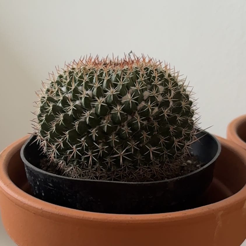 Photo of the plant species Mammillaria mystax by @JesterBlue21 named Daphne on Greg, the plant care app
