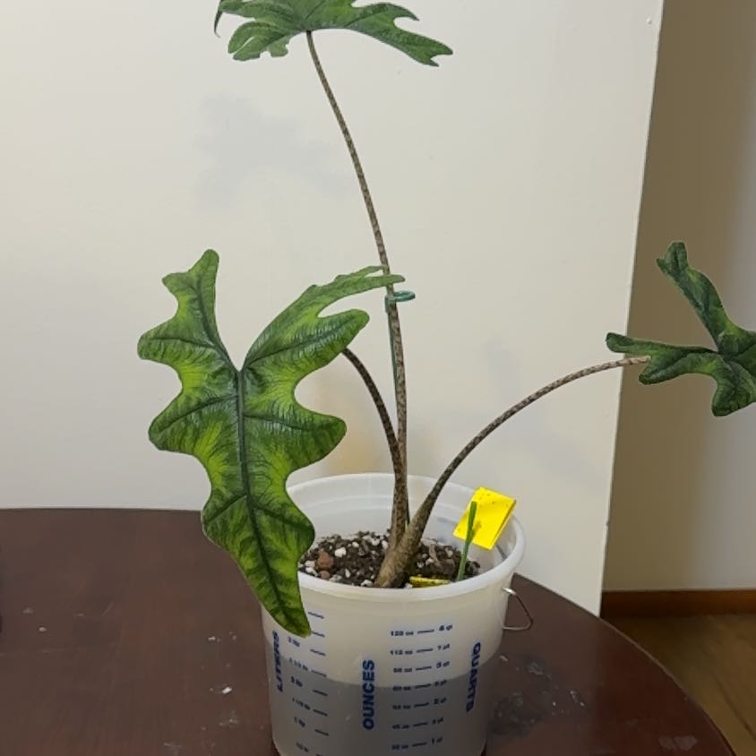 Photo of the plant species Alocasia 'Jacklyn' by @prowton named Kesha on Greg, the plant care app