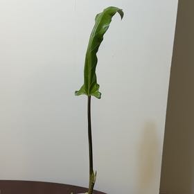 Photo of the plant species Purple Sword by @prowton named Tree Diddy on Greg, the plant care app