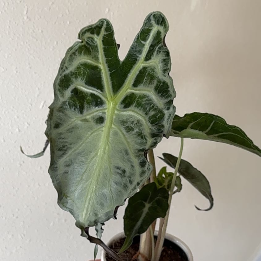 Photo of the plant species Alocasia 'Venom' by @prowton named Drake on Greg, the plant care app