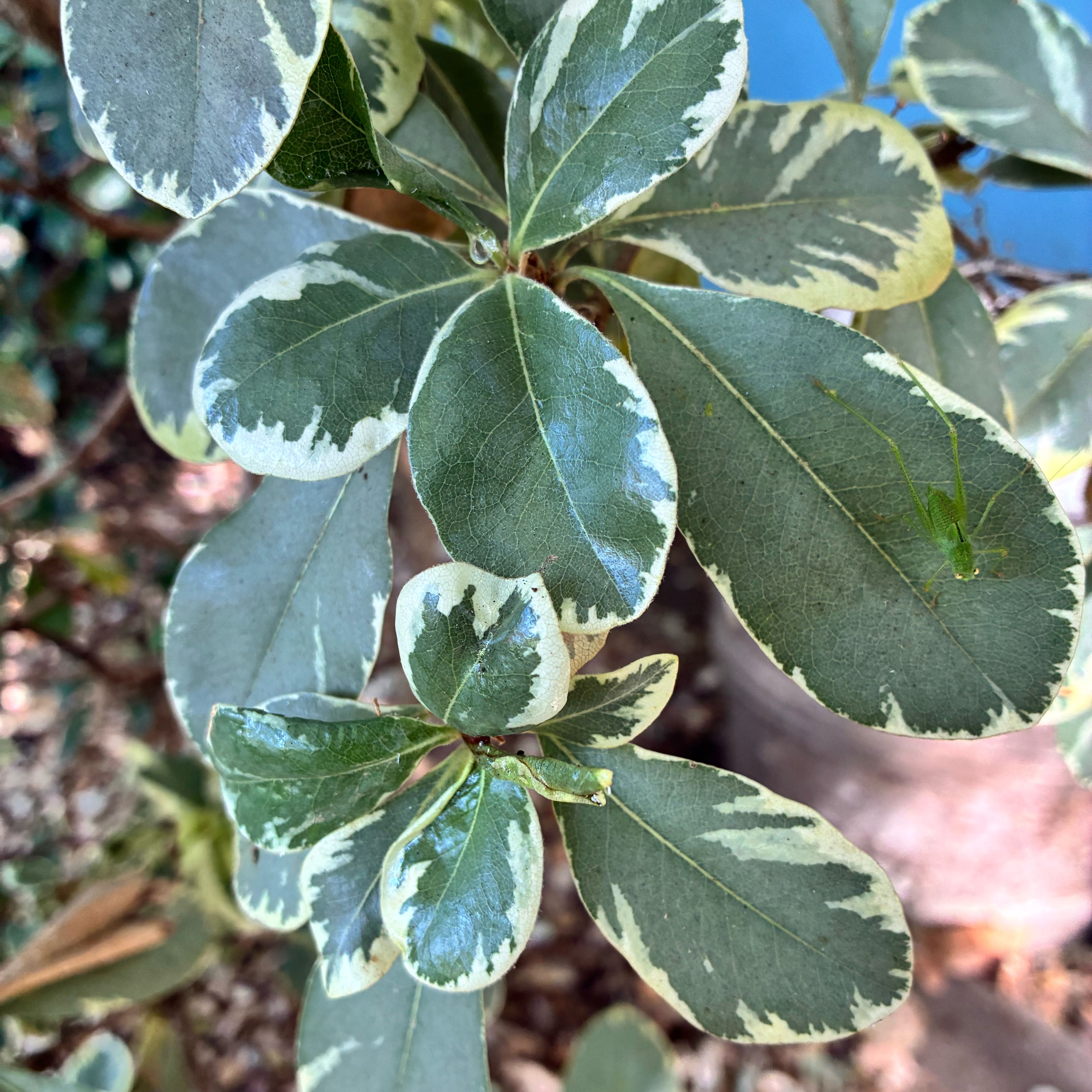 Photo of the plant species Japanese Cheesewood by @SubtleOricad65 named Hamilton on Greg, the plant care app