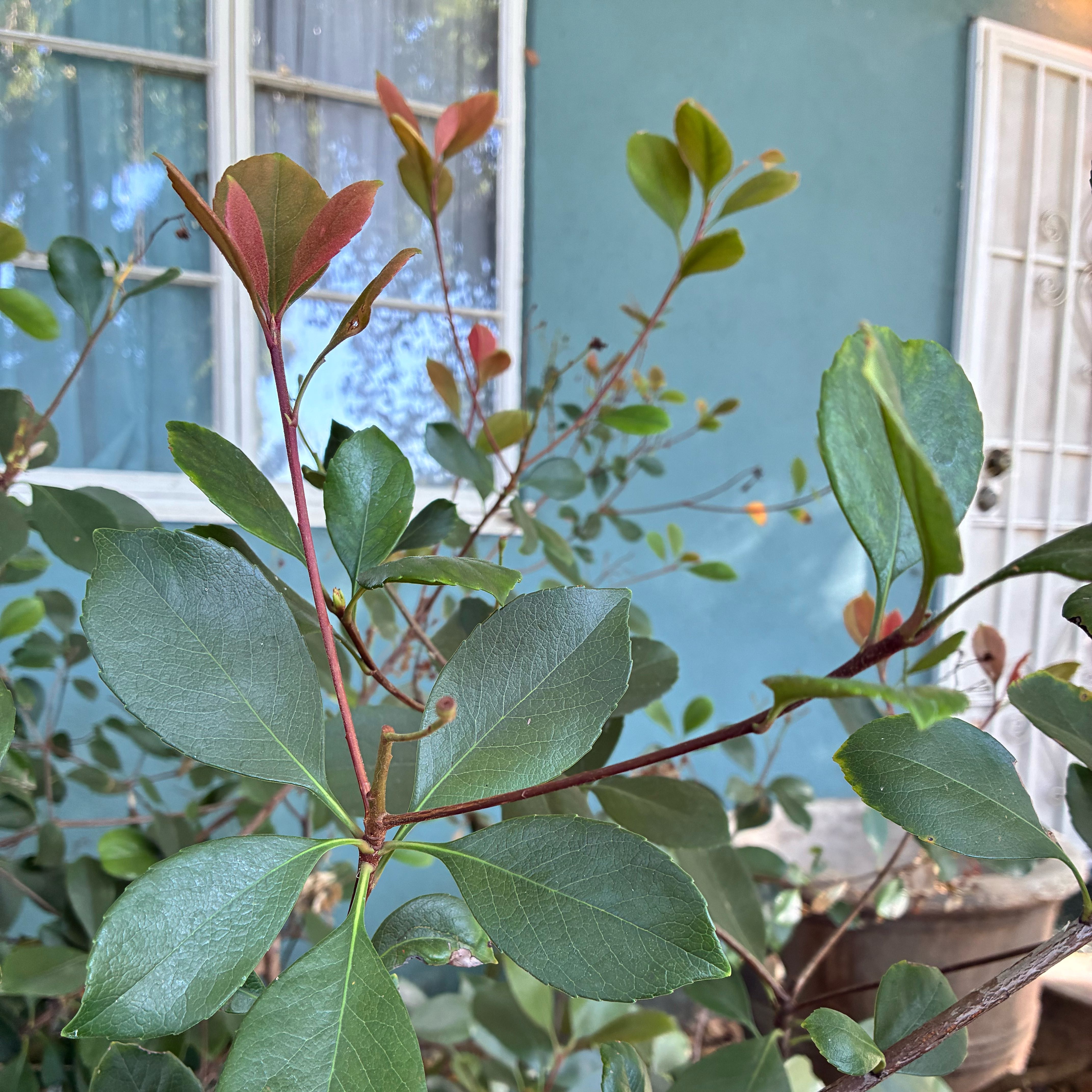 Photo of the plant species Sexton's Bride by @SubtleOricad65 named Spike Leaves on Greg, the plant care app