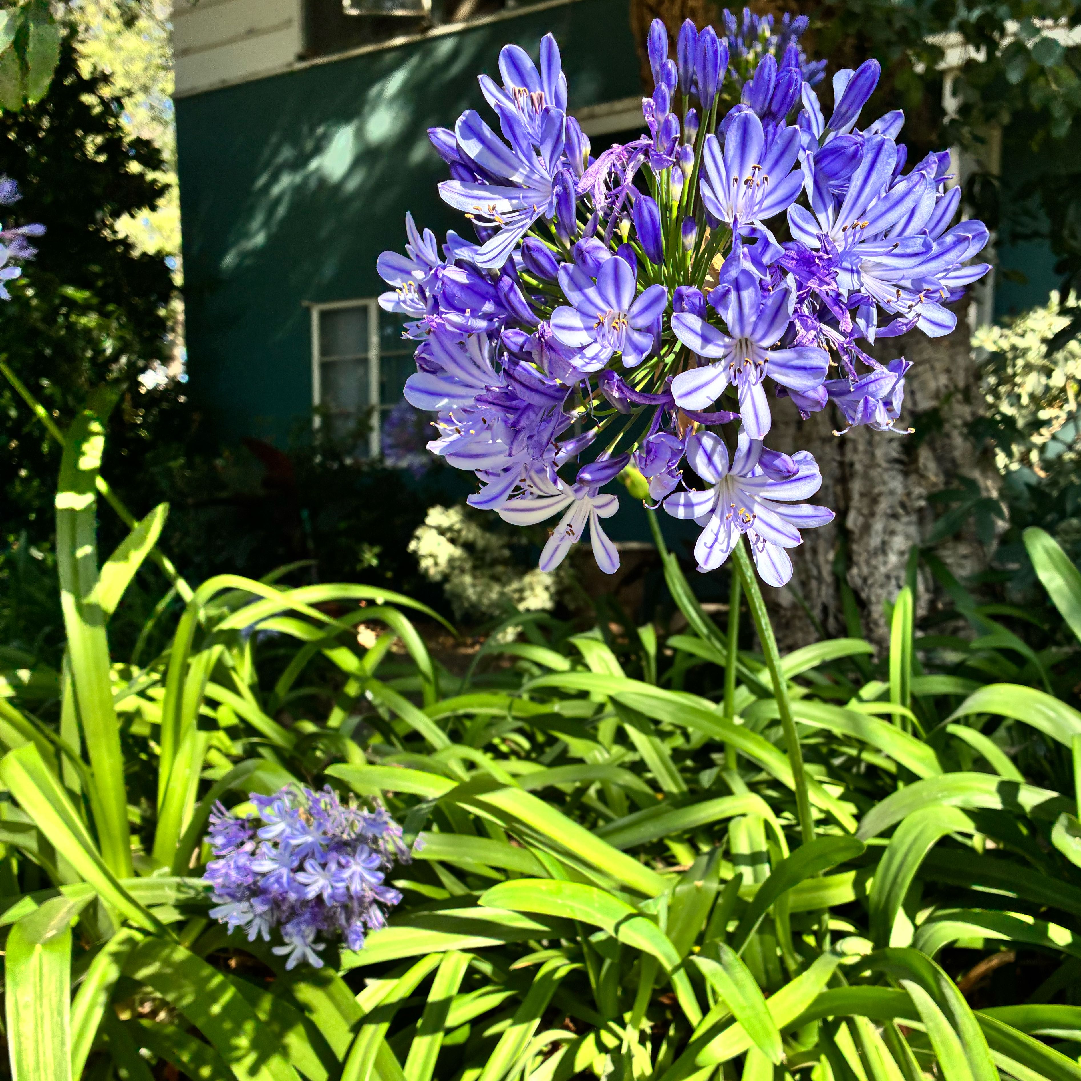 Photo of the plant species Agapanthus Praecox by @SubtleOricad65 named Gates on Greg, the plant care app